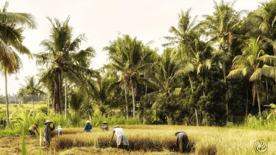 Rice Harvesting-min.png